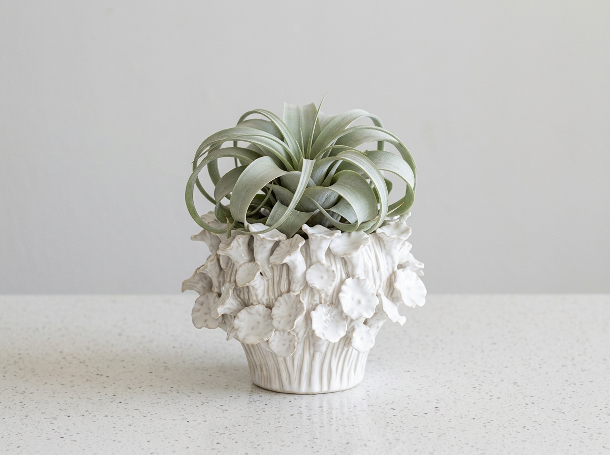 Sculptural airplant in a white reef-textured ceramic vessel