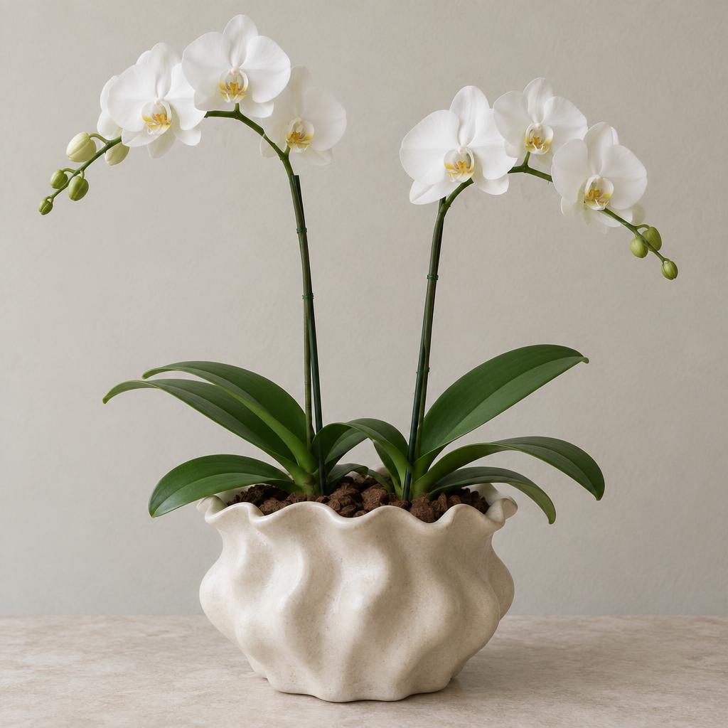 Two white Phalaenopsis orchids in a ruffled wavy vessel with coconut bark